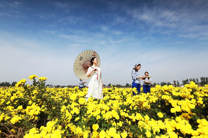 云臺冰菊綠色種植基地景區
